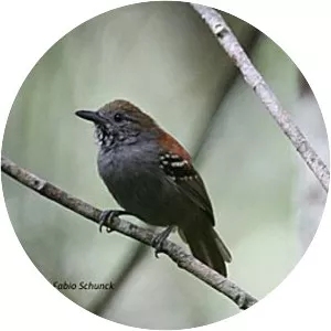 Epinecrophylla dentei - 