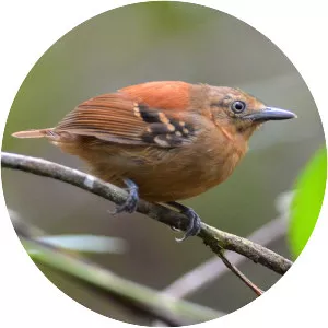 Epinecrophylla pyrrhonota