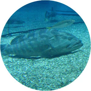 Epinephelus bruneus