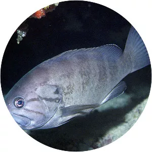 Epinephelus caninus