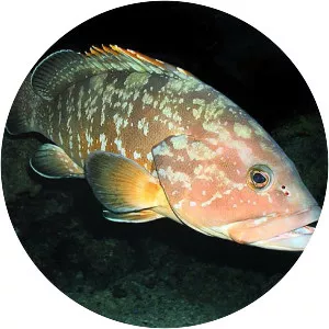 Epinephelus marginatus