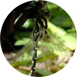 Epiophlebia superstes