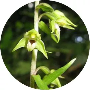 Epipactis papillosa - Plants