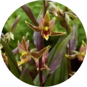 Epipactis