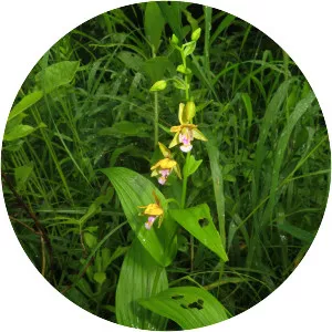 Epipactis thunbergii