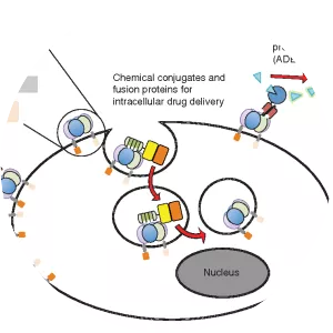 Epithelial cell adhesion molecule - 