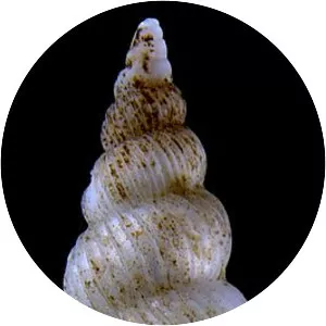 Epitonium clathratulum - 