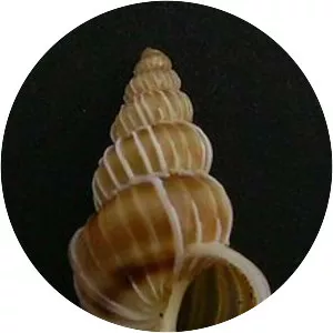 Epitonium tenellum - Animal