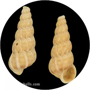 Epitonium turtonis - 