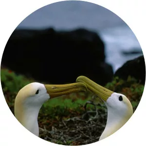 Equator’s Wild SecretsSince 2019