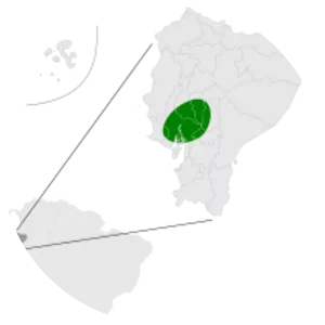 Equatorial dog-faced bat photograph