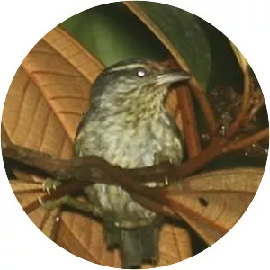 Equatorial greytail - Bird