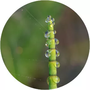 Equisetum fluviatile