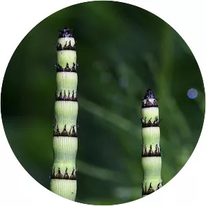 Equisetum laevigatum