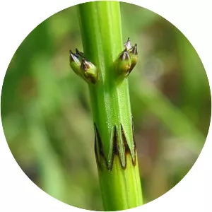 Equisetum palustre