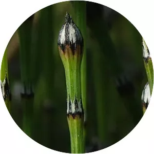 Equisetum variegatum