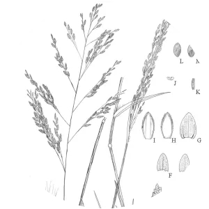 Eragrostis atrovirens