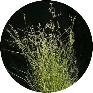 Eragrostis brownii