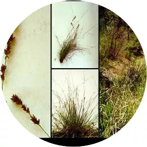 Eragrostis elongata - 