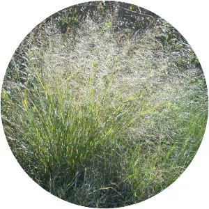 Eragrostis ferruginea - 
