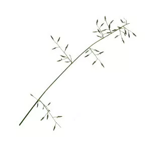 Eragrostis leptostachya - 