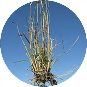 Eragrostis parviflora