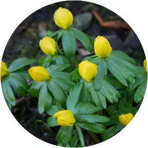Eranthis - Plants