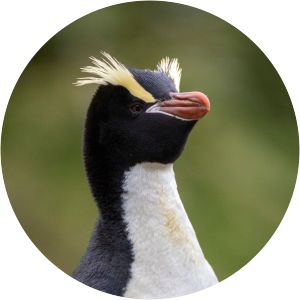 Erect-crested penguin - Birds