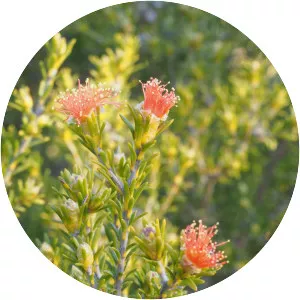 Eremaea pauciflora - 