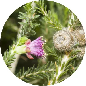 Eremaea purpurea photograph