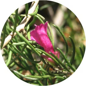Eremophila alternifolia - Bird