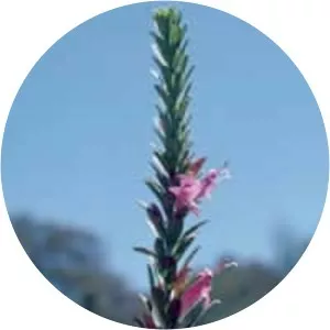 Eremophila calorhabdos - 