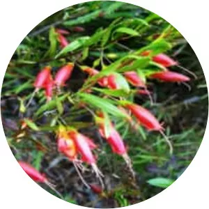 Eremophila decipiens