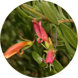 Eremophila denticulata