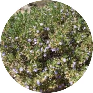 Eremophila freelingii - 
