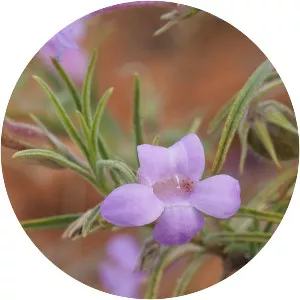 Eremophila gilesii - 