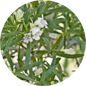 Eremophila mitchellii - Birds
