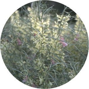 Eremophila oppositifolia