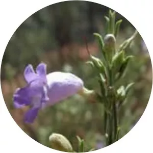 Eremophila scoparia - Bird