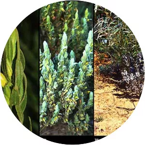 Eremophila subfloccosa - 