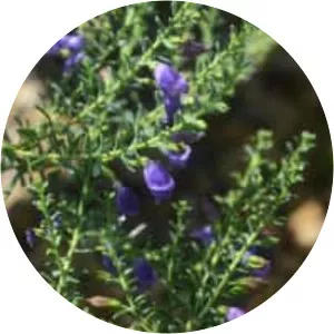Eremophila weldii - 