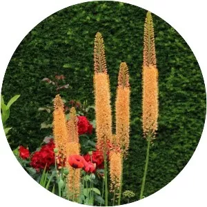 Eremurus