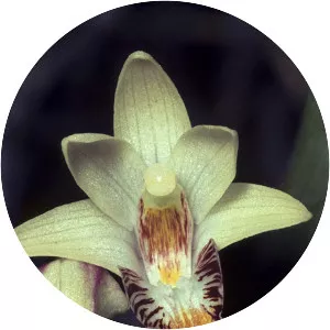 Eria coronaria - Plants