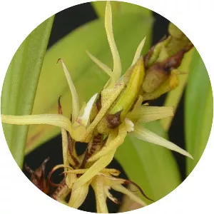 Eria javanica - Plants