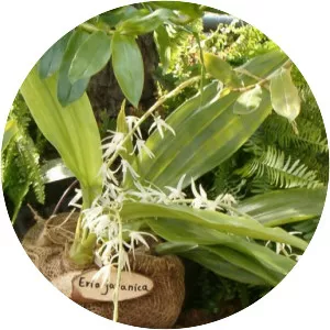 Eria - Plants
