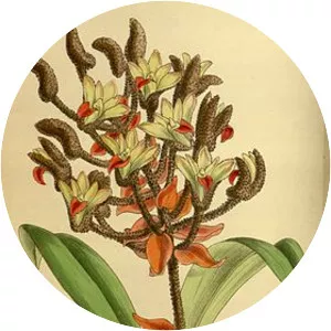 Eria tomentosa - Plants