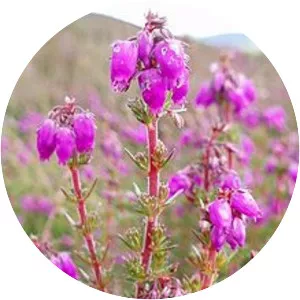 Erica cinerea - Plants