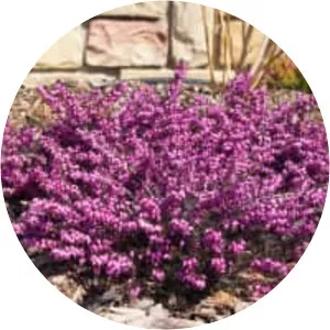 Erica × darleyensis - 