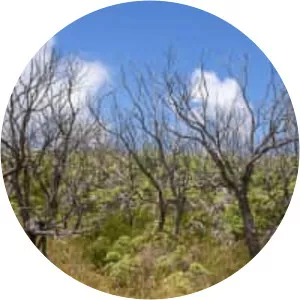 Erica reunionensis - 