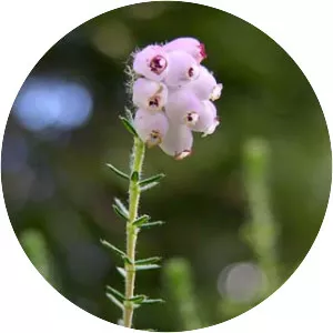 Erica tetralix - Plants